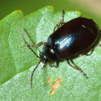 Blauer Erlenblattkäfer an Erlenblatt