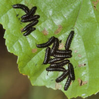 Erlenblattkäfer junge Larven auf einem Erlenblatt mit Fraßschäden