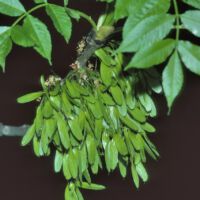 Esche, junger Fruchtstand