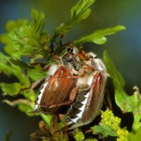 Feldmaikäfer, Paarung
