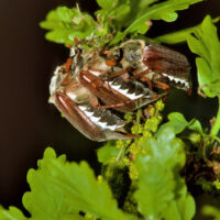 Feldmaikäfer, Paarung mit Rivale