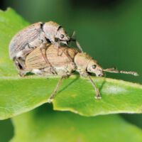 Glanzrüssler Polydrusus spec., Paarung