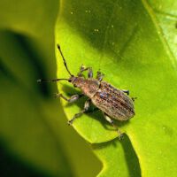 Glanzrüssler Polydrusus spec.