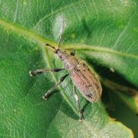 Glanzrüssler Polydrusus spec.