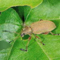 Glanzrüssler Polydrusus spec.