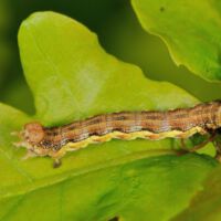 Großer Frostspanner,
Raupe an Eichenblatt