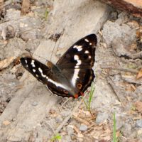 Grosser Schillerfalter aus der Baumkrone saugt Mineralien aus dem Boden