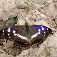 Grosser Schillerfalter aus der Baumkrone saugt Mineralien aus dem Boden