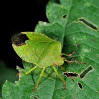Grüne Stinkwanze, grüne Sommerfärbung