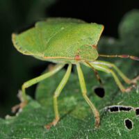 Grüne Stinkwanze, Portrait
