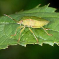 Grüne Stinkwanze saugt an Wassertropfen