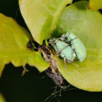 Grünrüssler Phyllobius_spec.