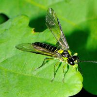 Grünschwarze Blattwespe Tenthredo spec. auf einem Eichenblatt