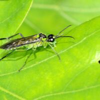 Grünschwarze Blattwespe Tenthredo spec. auf einem Eichenblatt