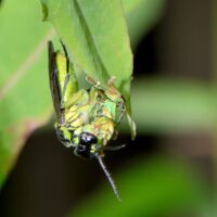 Grünschwarze Blattwespe Tenthredo spec. mit einem erbeuteuteten Grünrüssler