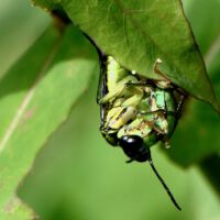 Grünschwarze Blattwespe Tenthredo spec. frisst an einem erbeuteuteten Grünrüssler