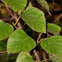 Hängebirke,
ältere Blätter