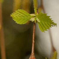 Hängebirke,
weiblicher Blütenstand