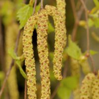 Hängebirke, männlicher Blütenstand