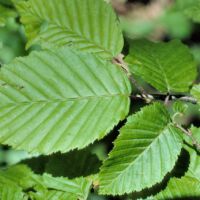 Hainbuche,
Blätter
