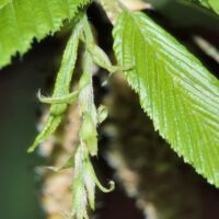 Hainbuche,
weiblicher Blütenstand