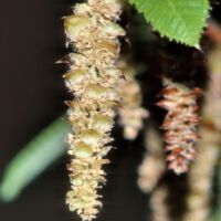 Hainbuche, männlicher Blütenstand