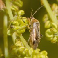 Weichwanze Harpocera saugt an männlichen Blütenständen der Eiche