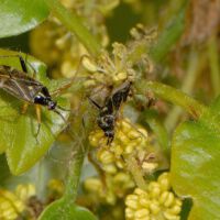 Weichwanze Harpocera, Männchen saugen an männlichen Blütenständen der Eiche