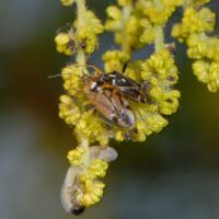 Weichwanze Harpocera, Paarung an männlichen Blütenständen der Eiche