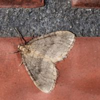 Kleiner Frostspanner, männlicher Falter an einer Hauswand, Mitte November