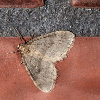 Kleiner Frostspanner, männlicher Falter an einer Hauswand, Mitte November