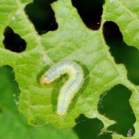 Kleiner Frostspanner, Raupe an Eichenblatt