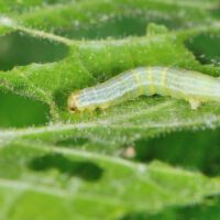 Kleiner Frostspanner,
Raupe an Eichenblatt