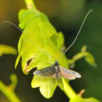 Langhornmotte-Adela-reaumurella, Männchen