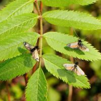 Langhornmotte-Adela-reaumurella, Männchen Blatt der Eberesche