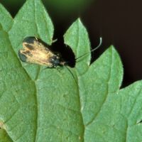 Langhornmotte-Adela-reaumurella, Weibchen