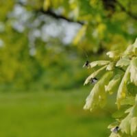 Langhornmotte-Adela-reaumurella, Gruppe von Männchen beim Paarungstanz