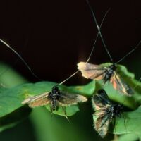 Langhornmotte-Adela-reaumurella, Männchen in Paarungsbereitschaft