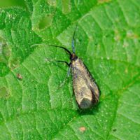 Langhornmotte-Adela-reaumurella, Weibchen