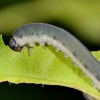 Blattwespe Macrophya alboannulata, Raupen-Larve frisst am Eichenblatt