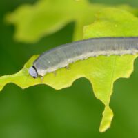 Blattwespe Macrophya alboannulata, Raupen-Larve auf einem Eichenblatt