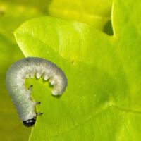 Blattwespe Macrophya alboannulata, Raupen-Larve frisst am Eichenblatt