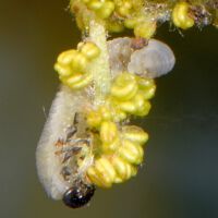 Blattwespe Macrophya alboannulata, Raupen-Larve frisst am männlichem Blütenstand der Eiche