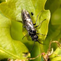 Blattwespe Macrophya spec.