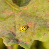 Pilz-Marienkäfer (Zweiundzwanzigpunkt) auf einem Eichenblatt mit Eichenmehltau und Fraßstellen