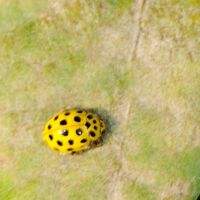 Pilz-Marienkäfer (Zweiundzwanzigpunkt) frisst Eichenmehltau auf einem Eichenblatt