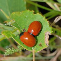 rote Pappelblattkäfer auf einem Espenblatt
