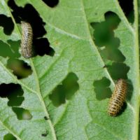 Pappelblattkäfer, Larven auf einemBlatt mit Lochfraß