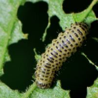 Pappelblattkäfer, Larve auf einemBlatt mit Lochfraß