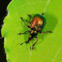 Pappelblattroller auf einem Espenblatt